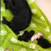 New-born cocker spaniel puppies with their mum Molly