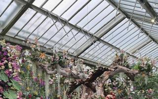 Lovers Baobab surrounded by orchids, Orchids at Kew