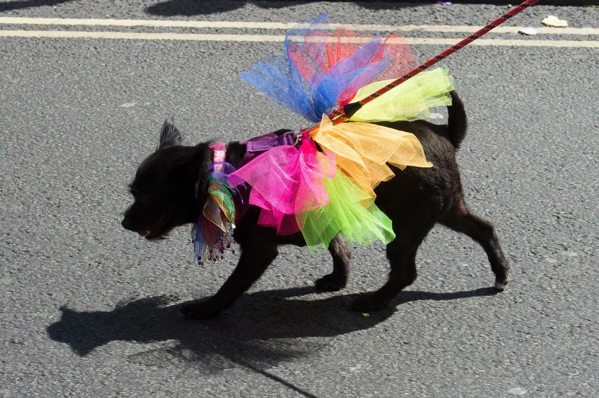 London was turned into a rainbow of colours for the 2015 Pride parade celebrating LGBT equality